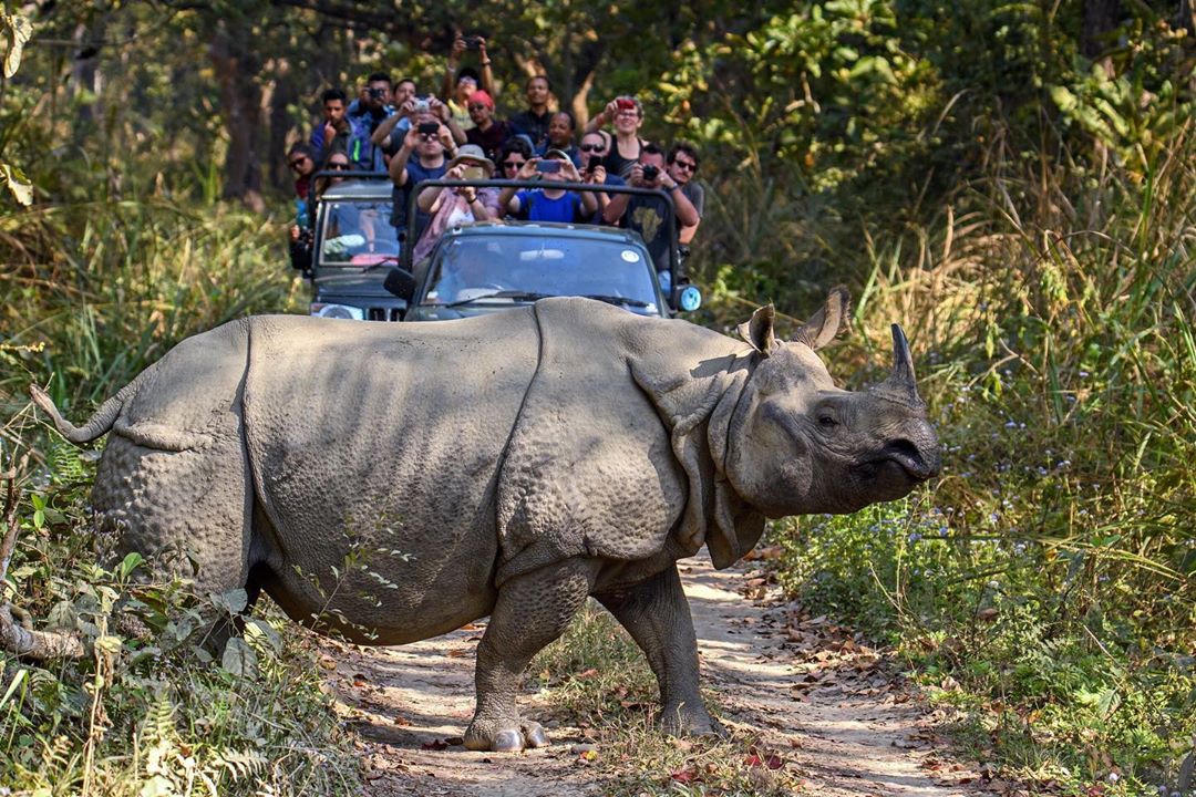 chitwan safari cost