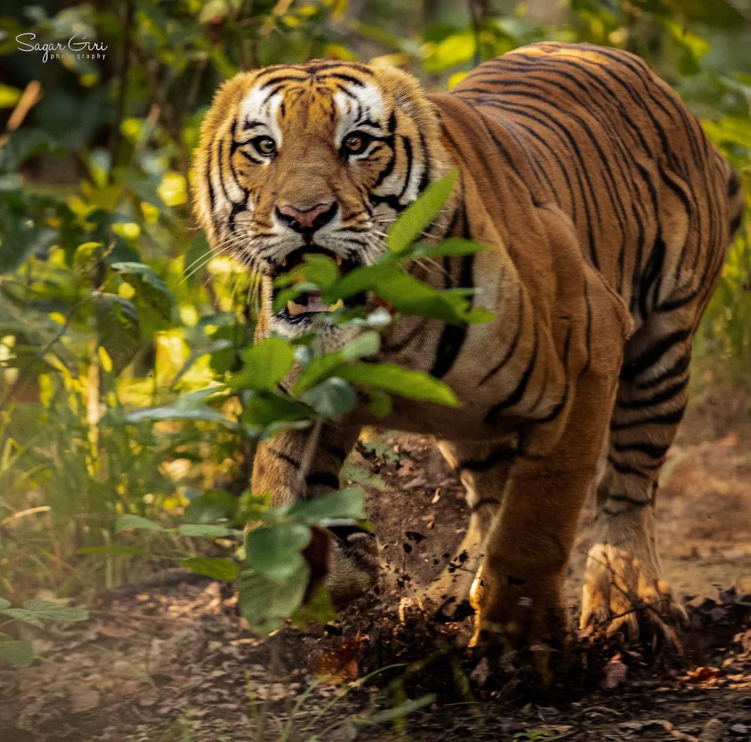 Tiger Tracking Nepal