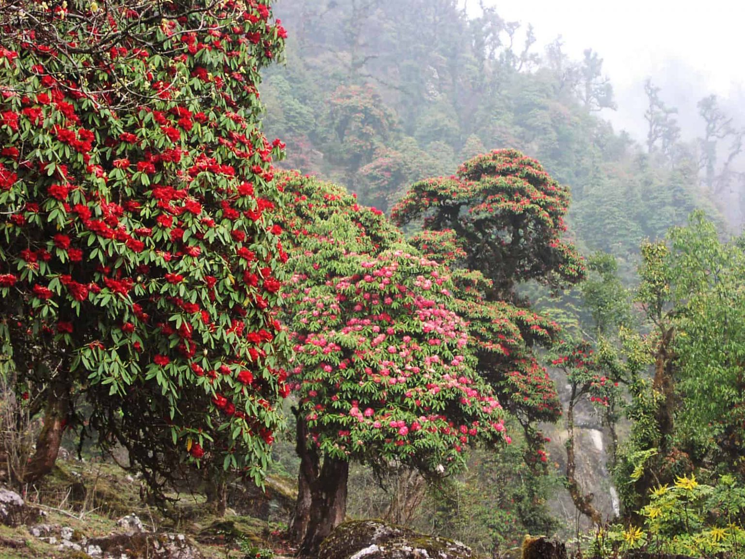 Rhododendron National Flower of Nepal, Lali Gurans National Flower