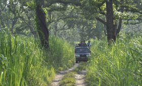 Jeep Safari cost in Chitwan National Park