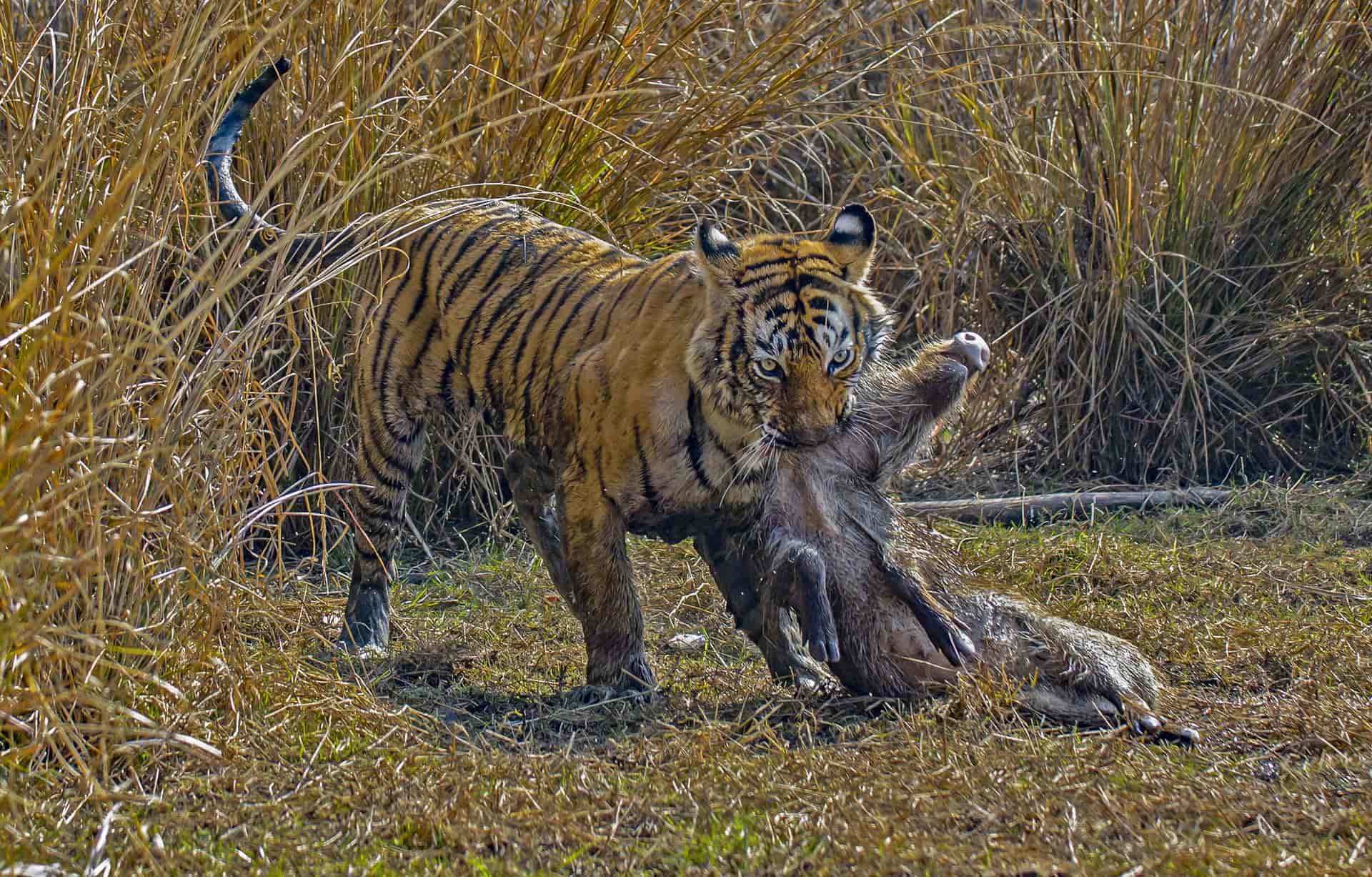 Royal Bengal Tiger - Facts, Habitat and Information in Nepal